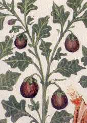 légumes en Europe au Moyen Age : aubergine du Tacuinum sanitatis